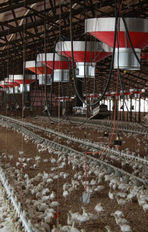 Cargill Turkey Farm poultry facility